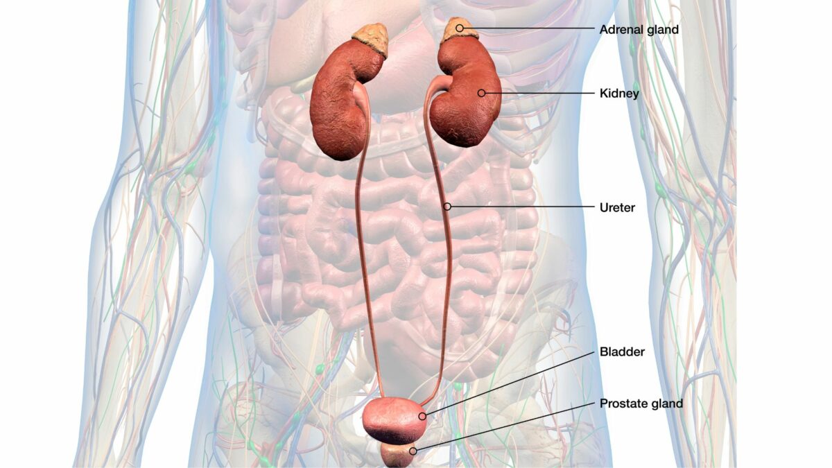 Adenoma prostatico